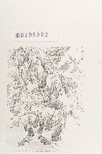 Thumbnail image of current specimen