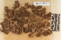 Thumbnail image of current specimen