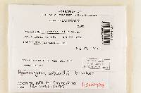 Hysterangium setchellii image