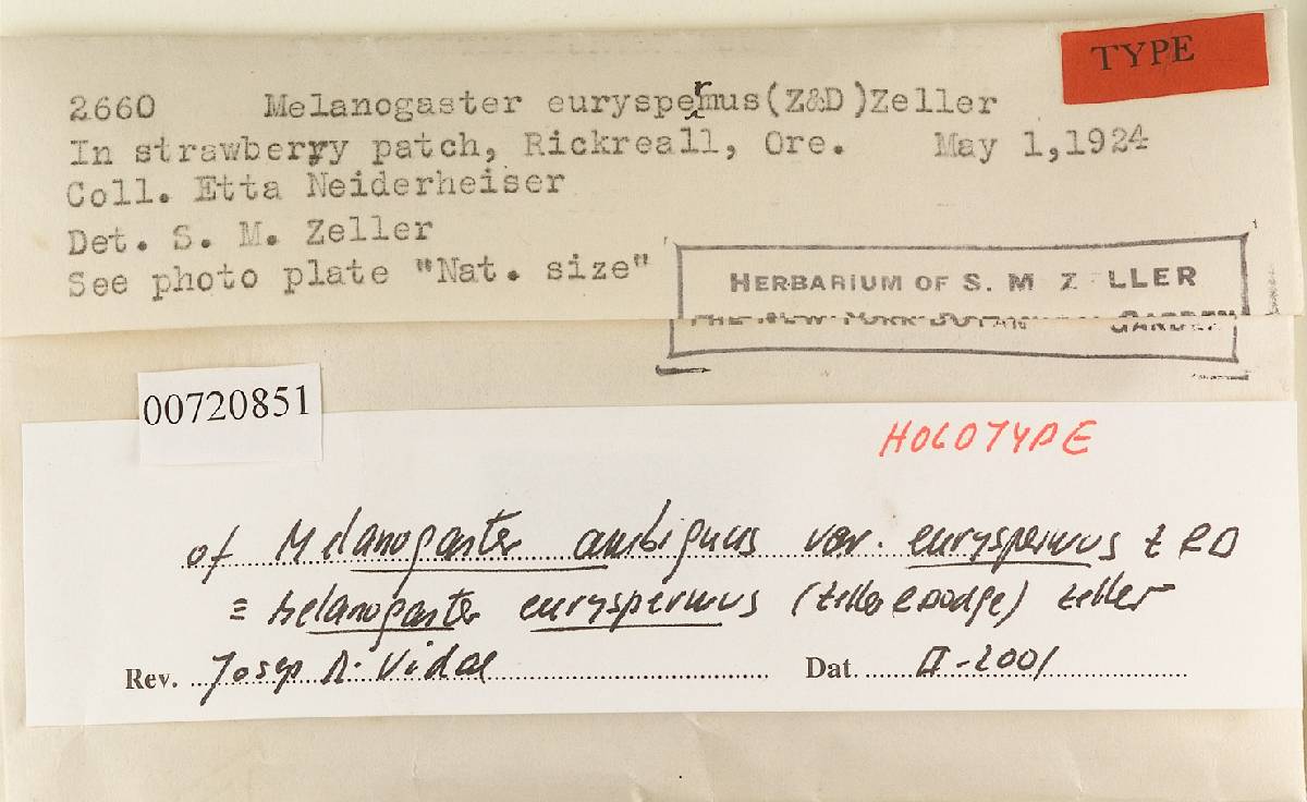 Melanogaster ambiguus var. euryspermus image