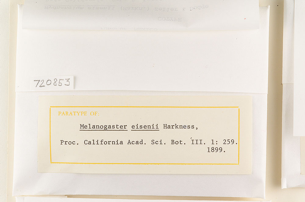 Melanogaster eisenii image