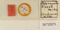 Melanogaster eisenii image