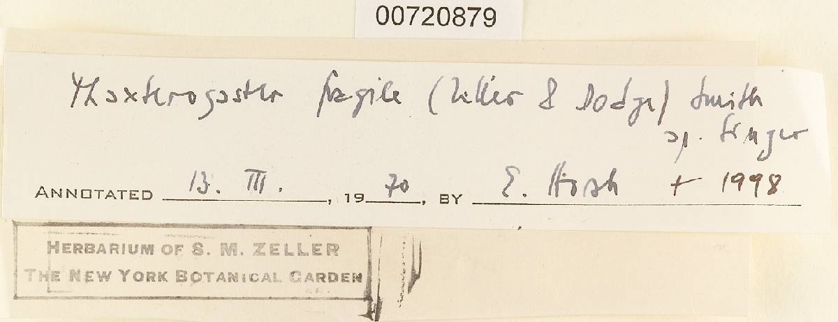 Setchelliogaster fragilis image