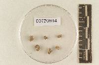 Hymenogaster sulcatus image