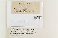 Nidularia deformis image