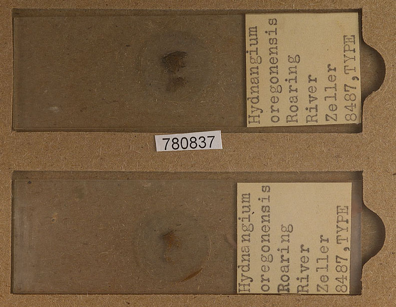 Cystangium oregonense image