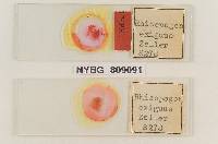 Rhizopogon exiguus image