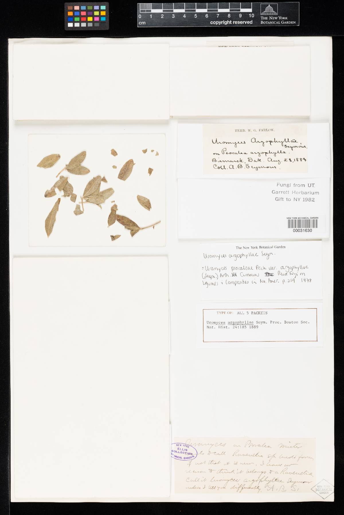 Uromyces argophyllae image