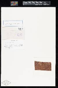 Image Associated With the Occurrence