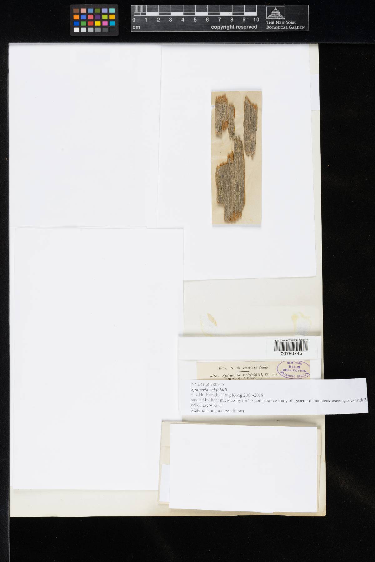 Sphaeria eckfeldtii image