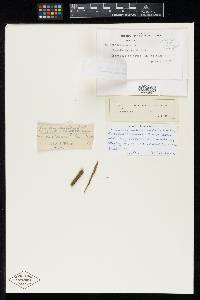 Sphaeria aulica image