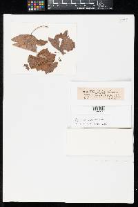 Thumbnail image of current specimen