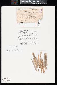 Thumbnail image of current specimen