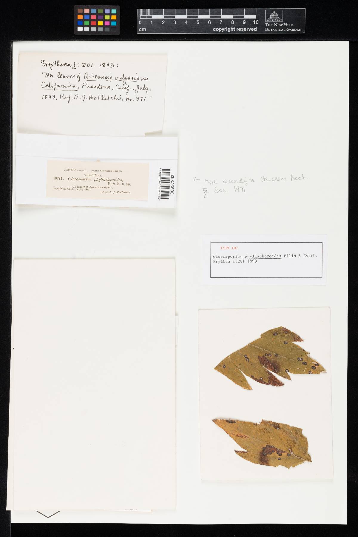 Colletotrichum phyllachoroides image