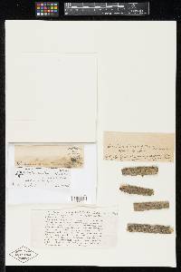 Image Associated With the Occurrence