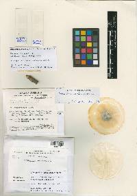 Media resource of Bionectria parva