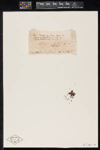 Meliola fenestrata image