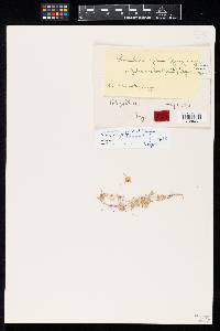 Media resource of Ramularia giliae