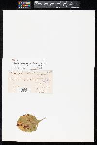 Image Associated With the Occurrence