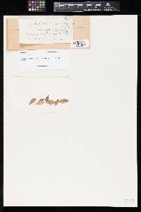 Media resource of Adella olympica