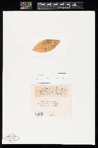 Septoria citri image