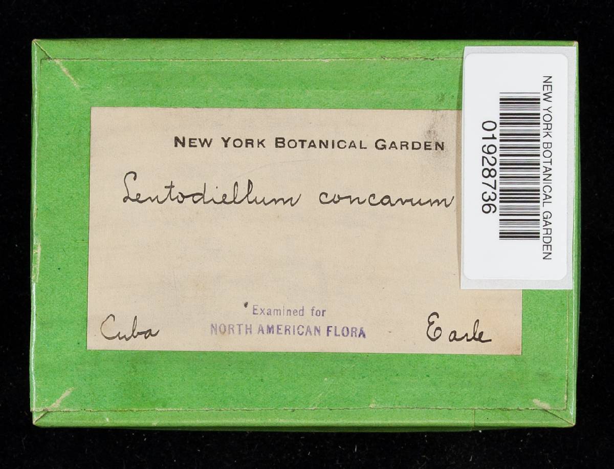 Lentinus concavus image