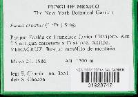 Lentinus crinitus image