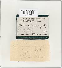 Cortinarius corrugatus image