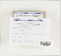 Cortinarius obliquus image