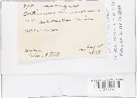 Cortinarius cinnamomeus image