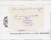 Cortinarius cinnamomeus image