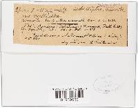 Inocybe rimosa image