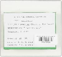 Clitopilus prunulus image