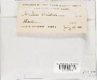 Entoloma serrulatum image