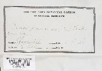 Heterobasidion annosum image