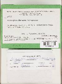 Aquascypha hydrophora image