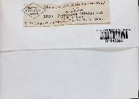 Fomitella supina image