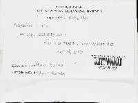 Porodisculus pendulus image