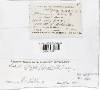 Gymnopus biformis image