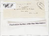 Chlorophyllum agaricoides image