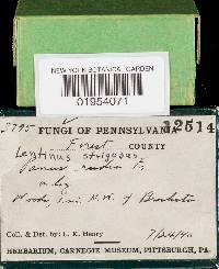 Lentinus strigosus image