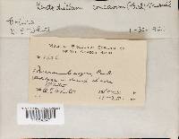 Lentinus concavus image