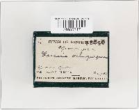 Laccaria ochropurpurea image