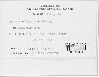 Conocybe deliquescens image