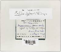 Gymnopus biformis image