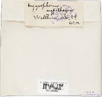 Hygrophorus hypothejus image