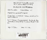 Hygrophorus russula image