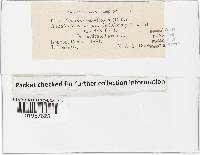 Cyathus olla image