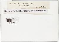 Cyathus stercoreus image