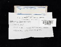 Thumbnail image of current specimen